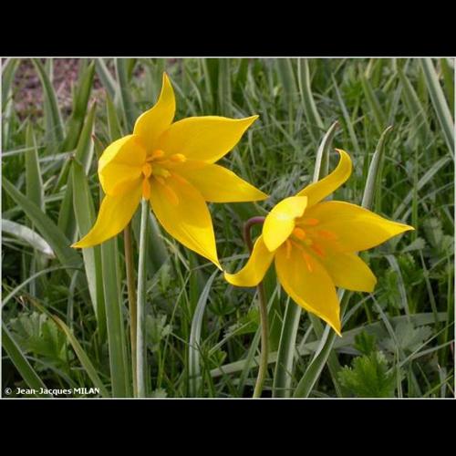 <i>Tulipa sylvestris</i> L., 1753 &copy; J.-J. Milan