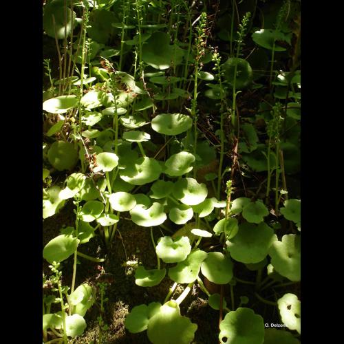 <i>Umbilicus rupestris</i> (Salisb.) Dandy, 1948 © O. Delzons