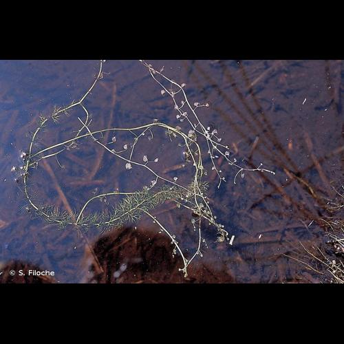 <i>Utricularia intermedia</i> Hayne, 1800 © S. Filoche