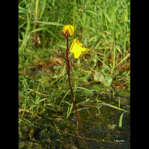 <i>Utricularia vulgaris</i> L., 1753 © P. Gourdain