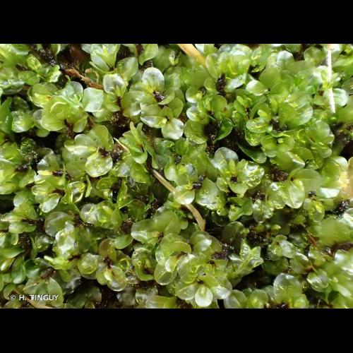 <i>Rhizomnium pseudopunctatum</i> (Bruch & Schimp.) T.J.Kop., 1968 &copy; H. TINGUY