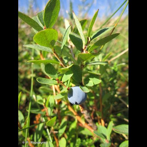 <i>Vaccinium uliginosum</i> L., 1753 © P. Rouveyrol