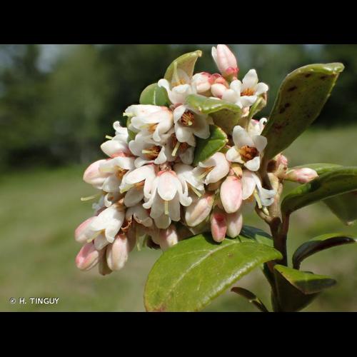 <i>Vaccinium vitis-idaea</i> L., 1753 © H. TINGUY