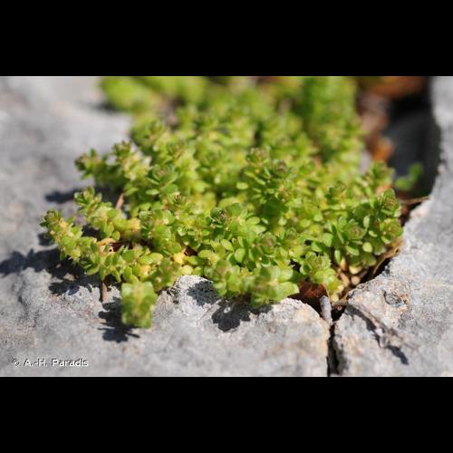 <i>Valantia muralis</i> L., 1753 &copy; A.-H. Paradis