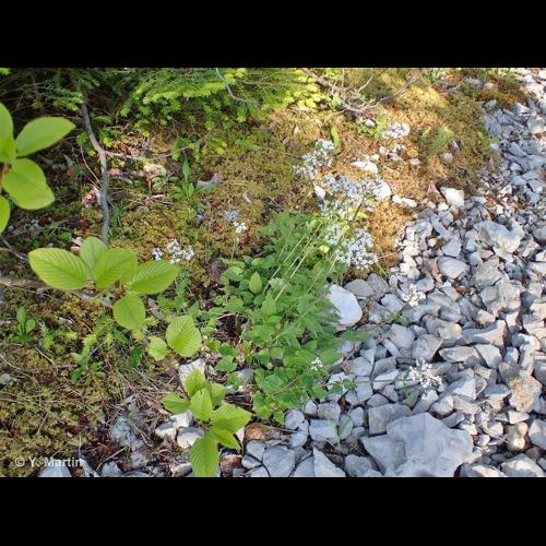 <i>Valeriana tripteris</i> L., 1753 © NULL