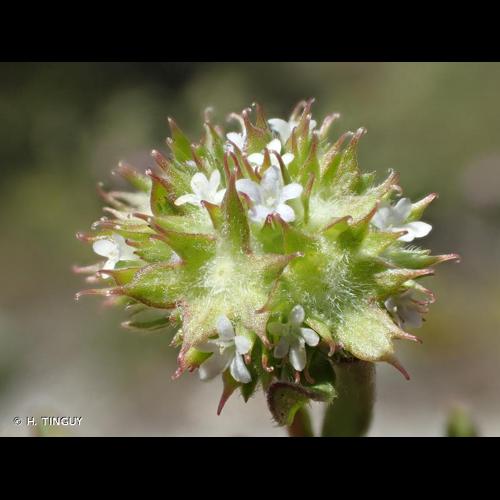 <i>Valerianella discoidea</i> (L.) Loisel., 1810 © H. TINGUY