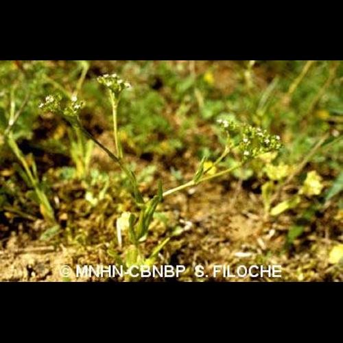 <i>Valerianella eriocarpa</i> Desv., 1809 &copy; MNHN-CBNBP S. Filoche