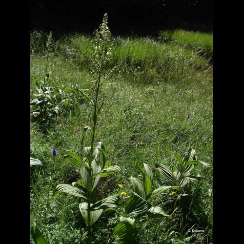 <i>Veratrum album</i> L., 1753 © O. Delzons