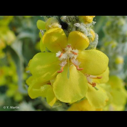 <i>Verbascum densiflorum</i> Bertol., 1810 © NULL