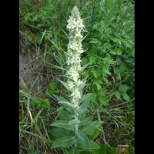 <i>Verbascum lychnitis</i> L., 1753 &copy; P. Gourdain