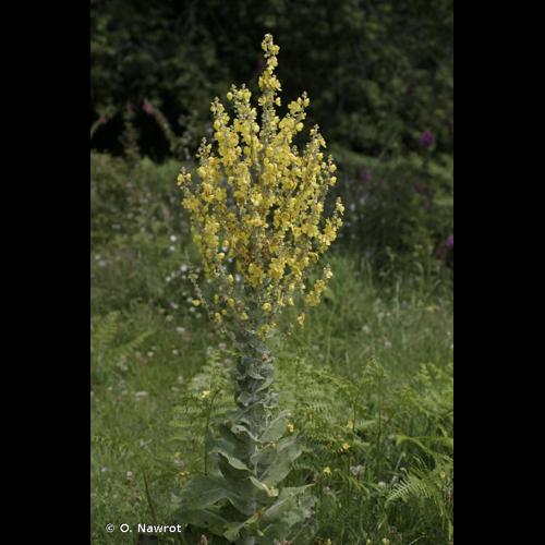 <i>Verbascum pulverulentum</i> Vill., 1779 &copy; O. Nawrot