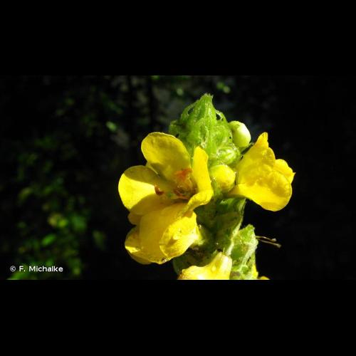 <i>Verbascum thapsus</i> L., 1753 &copy; F. Michalke