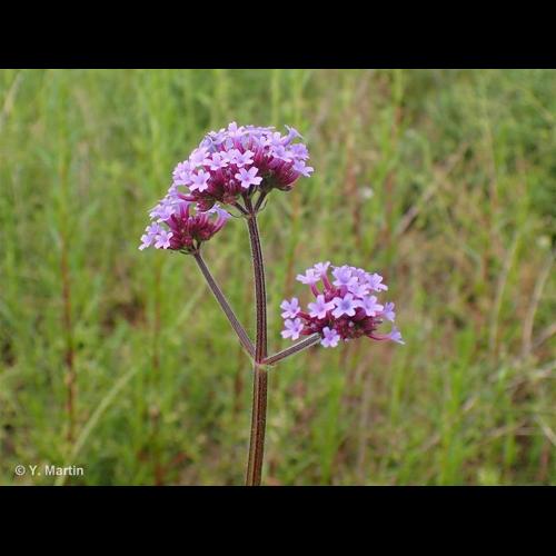 <i>Verbena bonariensis</i> L., 1753 © NULL