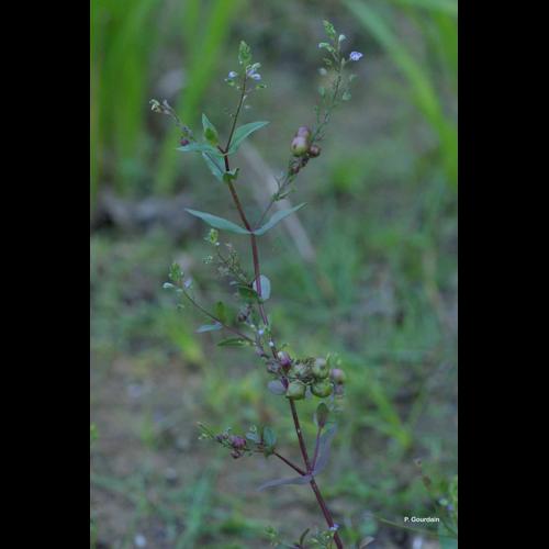 <i>Veronica anagalloides</i> Guss., 1826 © P. Gourdain