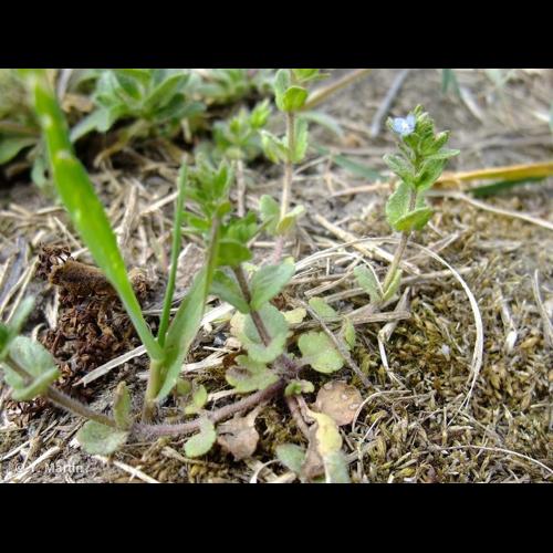 <i>Veronica arvensis</i> L., 1753 © NULL