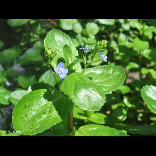 <i>Veronica beccabunga</i> L., 1753 &copy; NULL