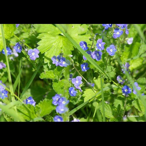 <i>Veronica chamaedrys</i> L., 1753 &copy; P. Gourdain