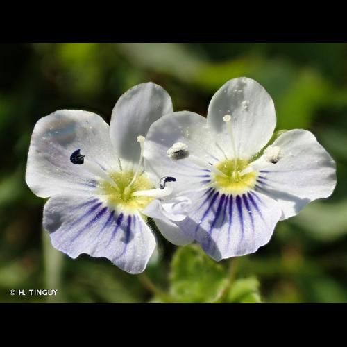 <i>Veronica filiformis</i> Sm., 1791 &copy; H. TINGUY