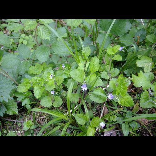 <i>Veronica montana</i> L., 1755 &copy; NULL