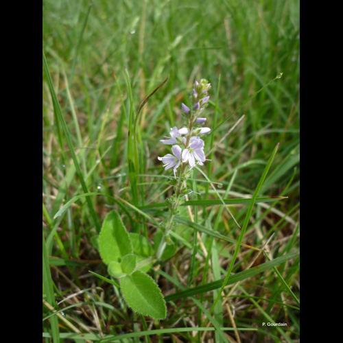 <i>Veronica officinalis</i> L., 1753 &copy; P. Gourdain