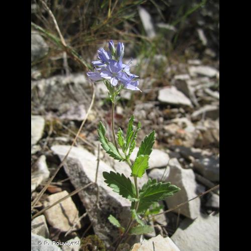<i>Veronica orsiniana</i> Ten., 1830 © P. Rouveyrol