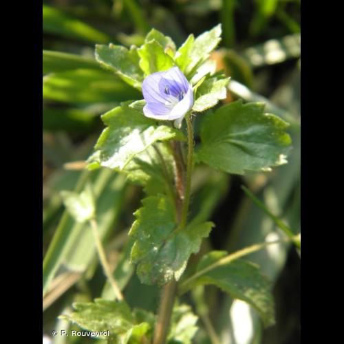 <i>Veronica persica</i> Poir., 1808 &copy; P. Rouveyrol