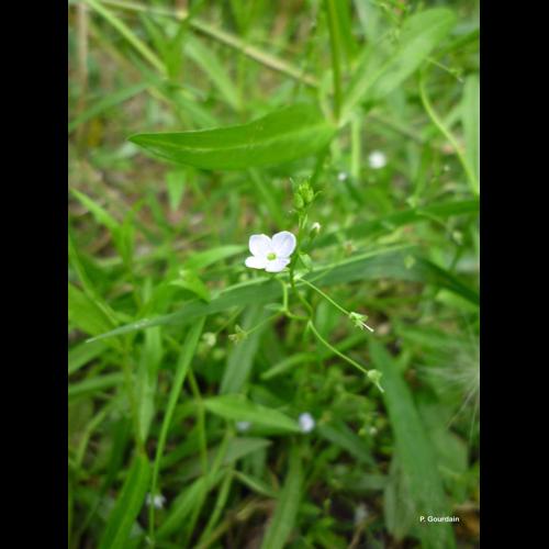 <i>Veronica scutellata</i> L., 1753 &copy; P. Gourdain