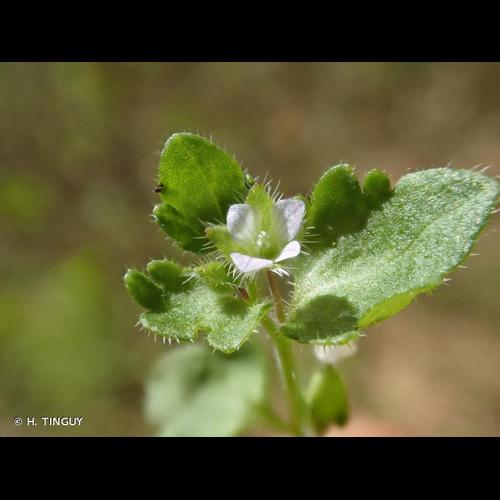 <i>Veronica sublobata</i> M.A.Fisch., 1967 © H. TINGUY