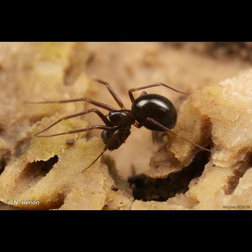 <i>Diplostyla concolor</i> (Wider, 1834) © N. Henon