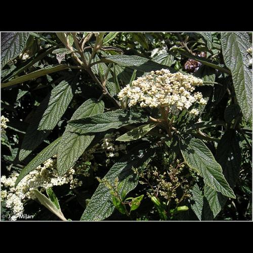 <i>Viburnum rhytidophyllum</i> Hemsl., 1888 © NULL