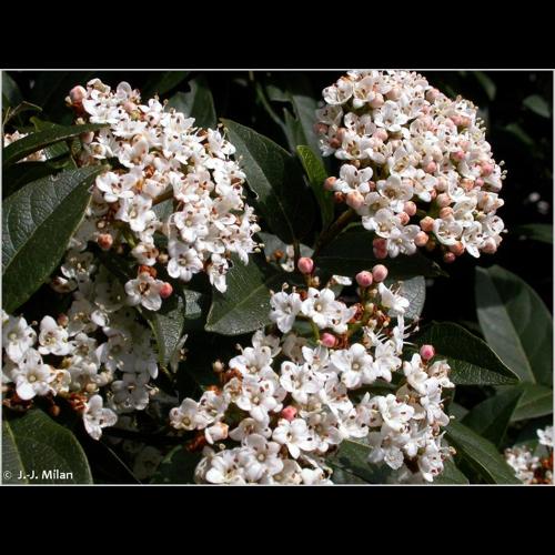 <i>Viburnum tinus</i> L., 1753 © NULL