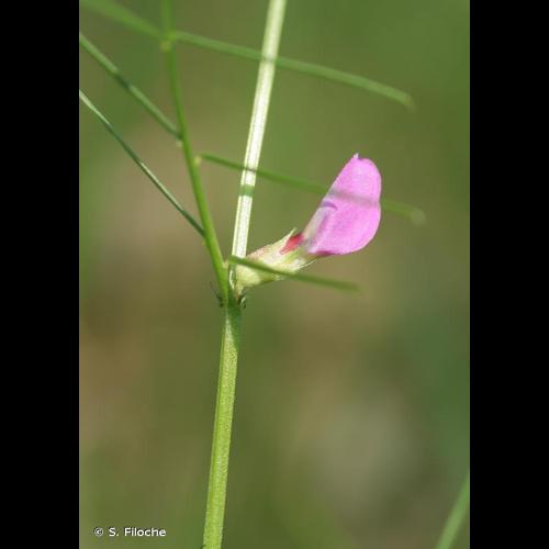 <i>Vicia angustifolia</i> L., 1759 © S. Filoche