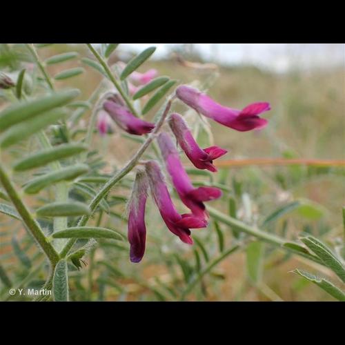 <i>Vicia benghalensis</i> L., 1753 &copy; NULL
