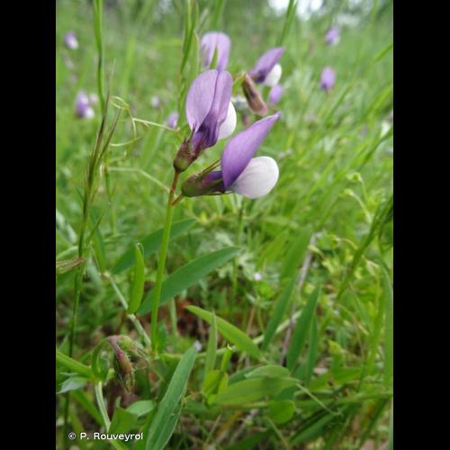 <i>Vicia bithynica</i> (L.) L., 1759 © P. Rouveyrol