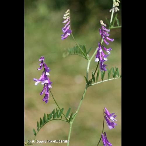 <i>Vicia dasycarpa</i> Ten., 1829 © R. Dupré MNHN/CBNBP