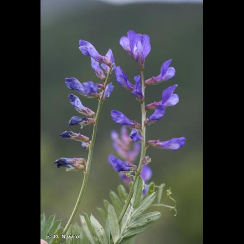 <i>Vicia onobrychioides</i> L., 1753 © O. Nawrot