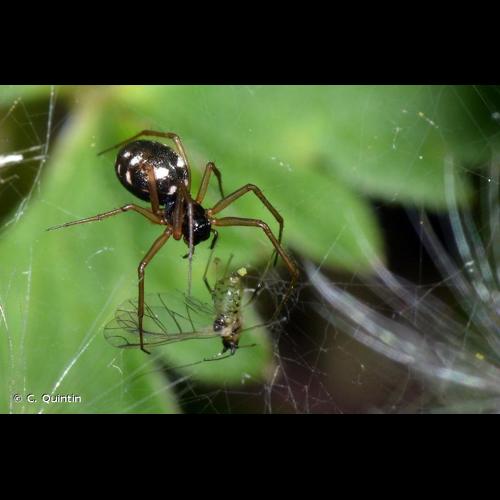 <i>Microlinyphia pusilla</i> (Sundevall, 1830) © C. Quintin