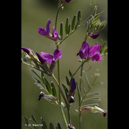 <i>Vicia segetalis</i> Thuill., 1799 © O. Nawrot