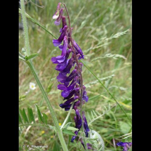<i>Vicia villosa</i> Roth, 1793 © P. Rouveyrol
