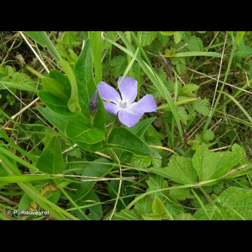 <i>Vinca major</i> L., 1753 © P. Rouveyrol
