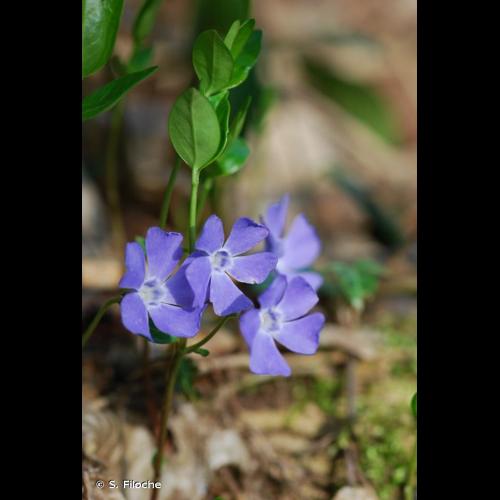 <i>Vinca minor</i> L., 1753 &copy; S. Filoche