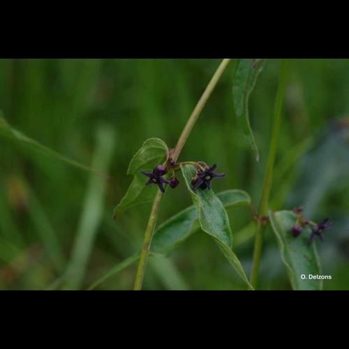 <i>Vincetoxicum nigrum</i> (L.) Moench, 1802 © O. Delzons