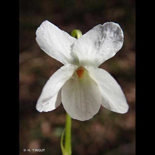 <i>Viola alba</i> Besser, 1809 © H. TINGUY