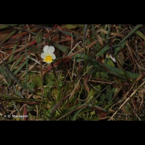 <i>Viola kitaibeliana</i> Schult., 1819 © D. Massemin