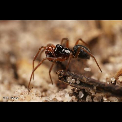 <i>Erigone dentipalpis</i> (Wider, 1834) © N. Henon