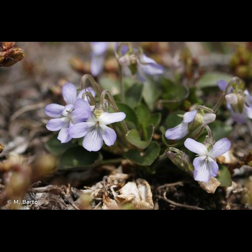<i>Viola rupestris</i> F.W.Schmidt, 1791 © M. Bartoli