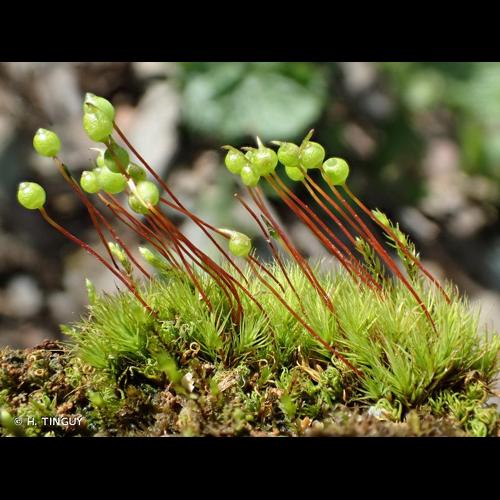 <i>Bartramia ithyphylla</i> Brid., 1803 &copy; H. TINGUY