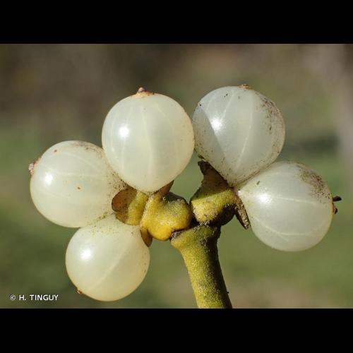 <i>Viscum album</i> L., 1753 © H. TINGUY