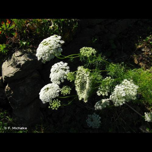 <i>Visnaga daucoides</i> Gaertn., 1788 © F. Michalke