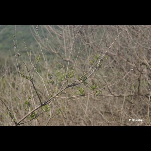 <i>Vitex agnus-castus</i> L., 1753 © P. Gourdain